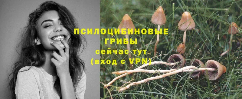 Галлюциногенные грибы Psilocybe  закладки  Полярные Зори 